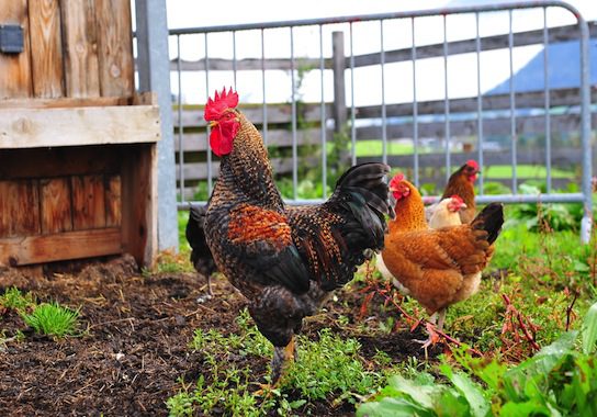 So You Want to Be A Chicken Farmer? - The American Conservative